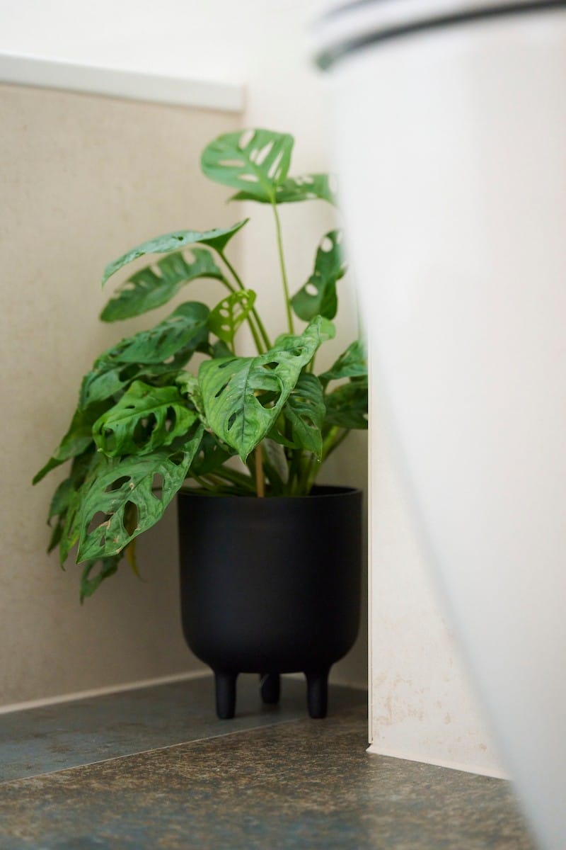 plant in corner of the bathroom